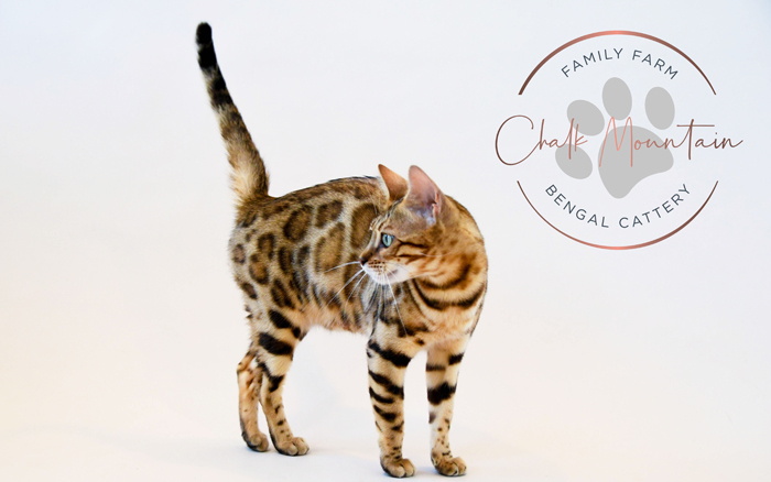 beautiful bengal kitten texas